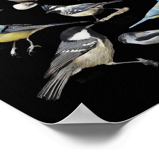 Stop Staring At My Funny Birds Lover Saying Quote  Poster (Hoek)