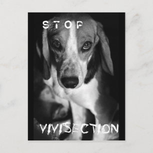 Stop vivisectie - Briefkaart