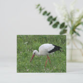 Stork 3 briefkaart (Staand voorkant)