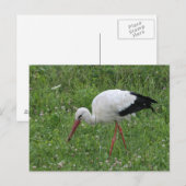 Stork 3 briefkaart (Voorkant / Achterkant)