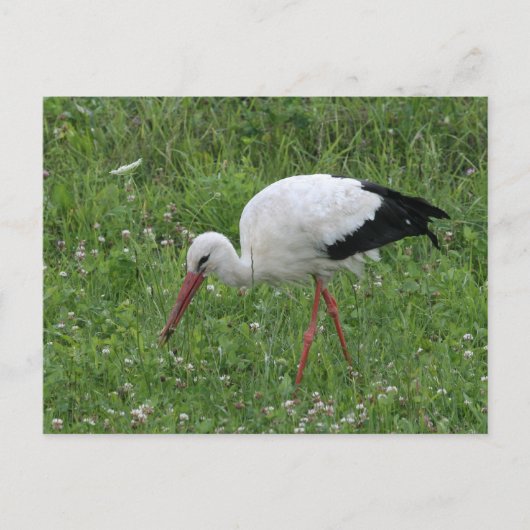 Stork 3 briefkaart (Voorkant)