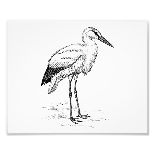 Stork Bird Black en White Cartoon Foto Afdruk (Voorkant)