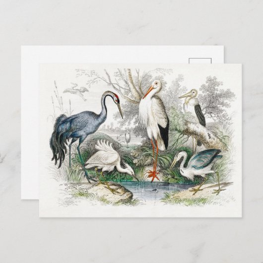 Stork Crane  Art Briefkaart (Voorkant / Achterkant)