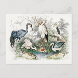 Stork Crane Art Briefkaart