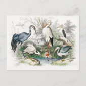 Stork Crane  Art Briefkaart (Voorkant)