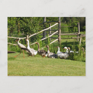 Stork die het Wenskaart van de Gese parade leidt Briefkaart