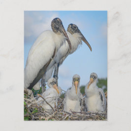 "Stork Family" Briefkaart