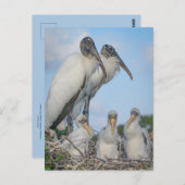 "Stork Family" Briefkaart (Voorkant / Achterkant)