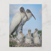 "Stork Family" Briefkaart (Voorkant)