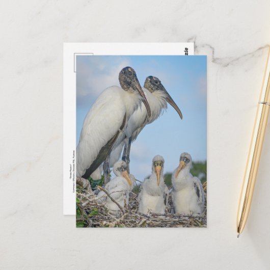 Stork Family Briefkaart (Voorkant / Achterkant in situ)