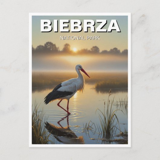 Stork in Biebrza Nationaal Park Polen Reizen Briefkaart (Voorkant)