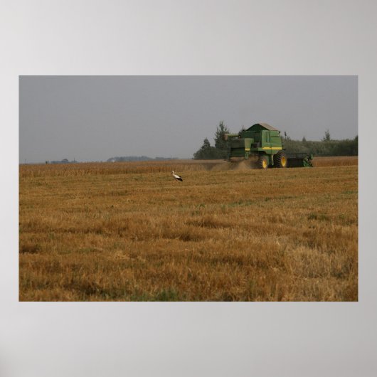 Stork in cornfield poster (Voorkant)