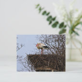 Stork in Nest Briefkaart (Staand voorkant)