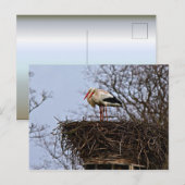 Stork in Nest Briefkaart (Voorkant / Achterkant)