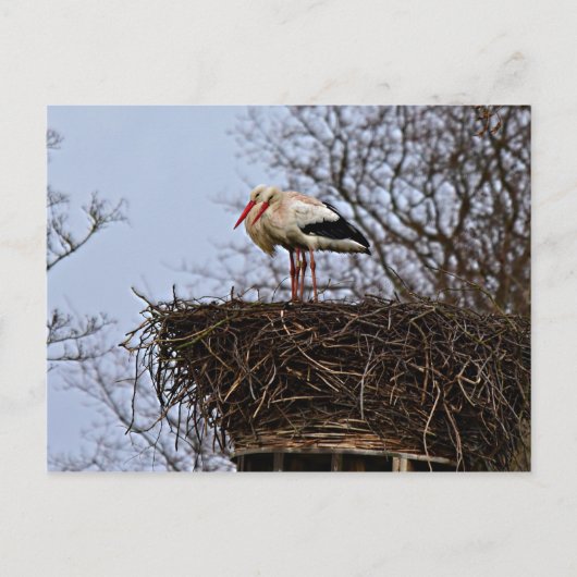 Stork in Nest Briefkaart (Voorkant)