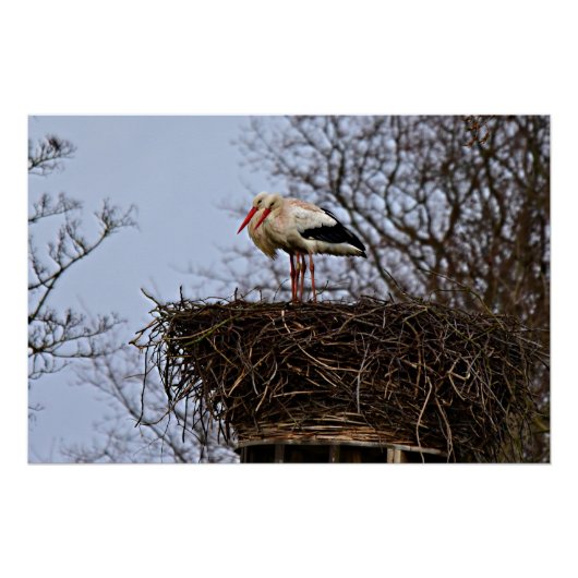 Stork in Nest Perfect Poster (Voorkant)