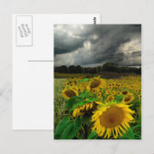 Storm augustus , briefkaart (Voorkant / Achterkant)