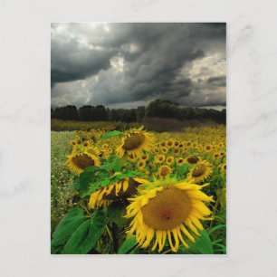 Storm augustus , briefkaart