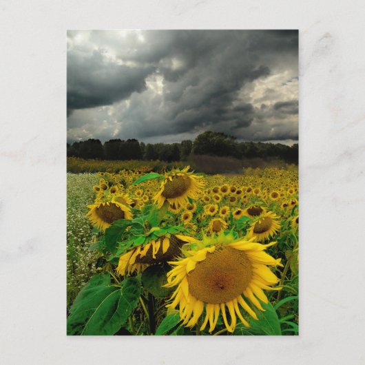 Storm augustus , briefkaart (Voorkant)
