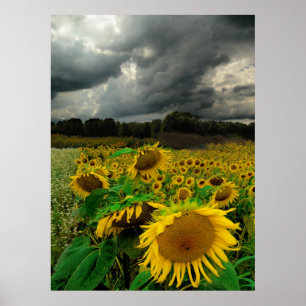 Storm augustus, poster
