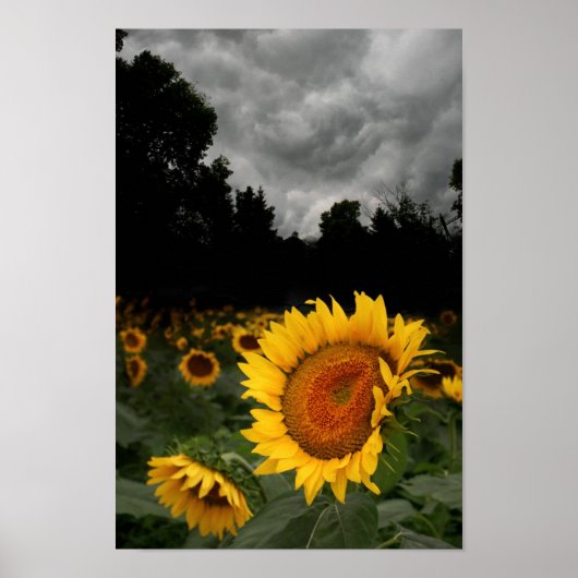 Storm augustus poster (Voorkant)