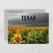 Storm Brouwen Over Een Veld Van Zonnebloemen In Te Briefkaart (Voorkant / Achterkant)
