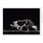 Storm de Grens Collie (Voorkant Horizontaal)