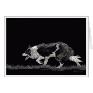 Storm de Grens Collie