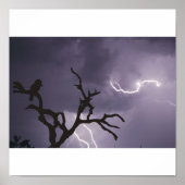 Storm Kookaburra Poster (Voorkant)