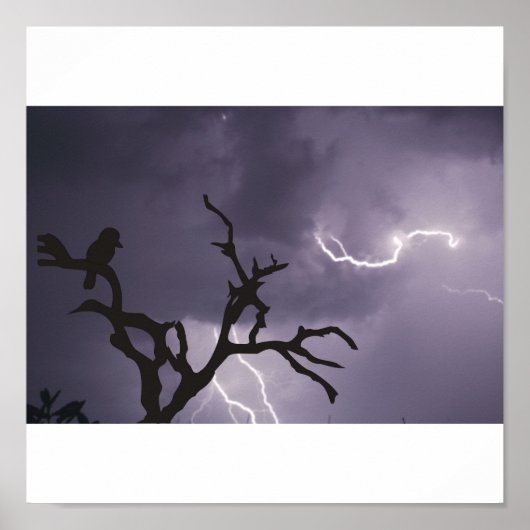 Storm Kookaburra Poster (Voorkant)