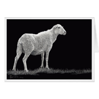 Storm Sheep