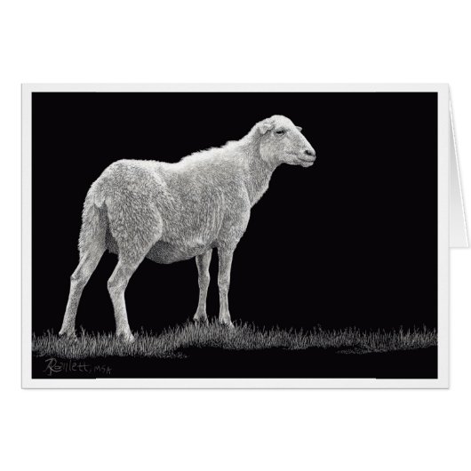 Storm Sheep (Voorkant Horizontaal)