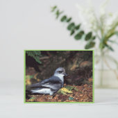 Storm, staart briefkaart (Staand voorkant)
