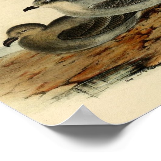  Storm Vogelvogel Poster (Hoek)