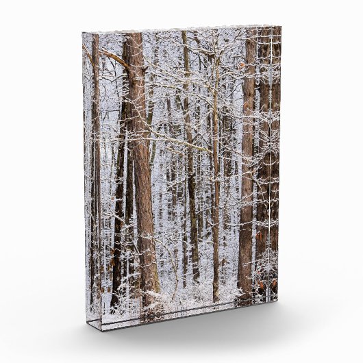 Storm Winter Ice in het bos Fotoblokken (Links)