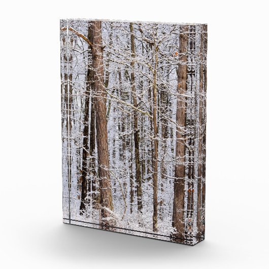 Storm Winter Ice in het bos Fotoblokken (Rechts)