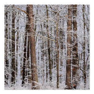 Storm Winter Ice in het bos Perfect Poster