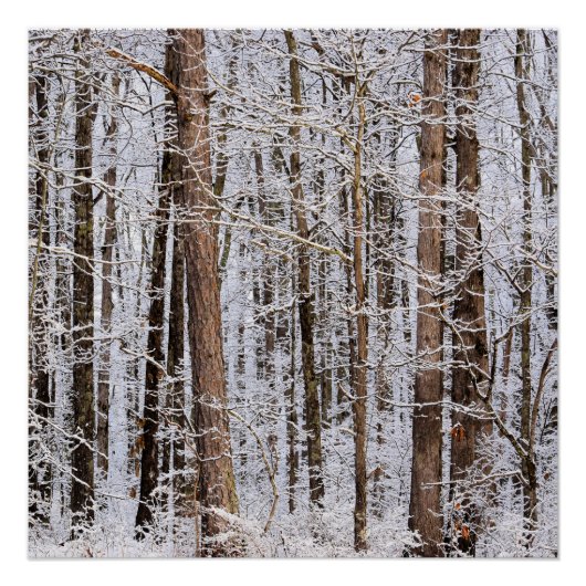 Storm Winter Ice in het bos Perfect Poster (Voorkant)