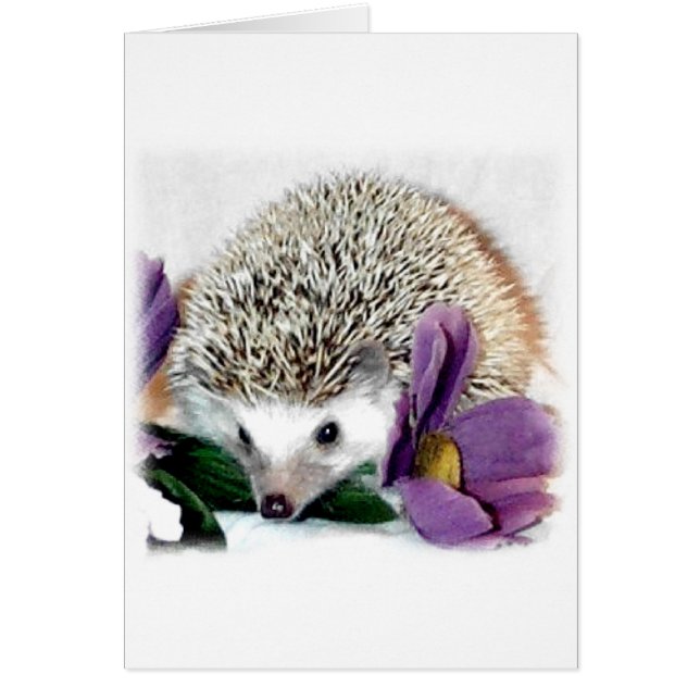 Stormy the Hedégel (Voorkant)