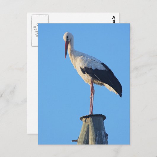 Stortel op paal briefkaart (Voorkant / Achterkant)