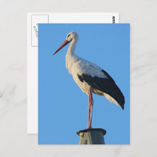 Stortel op paal briefkaart (Voorkant / Achterkant)