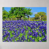 Storybook Bluebonnet Flowers Photographic Art Poster (Voorkant)