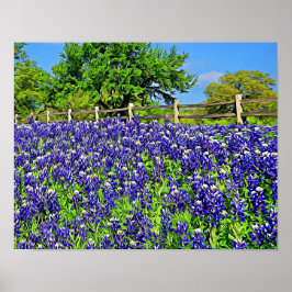 Storybook Bluebonnet Flowers Photographic Art Poster