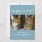 Stoute of leuke Schattigee katten Foto Familie Ker Feestdagenkaart (Voorkant)