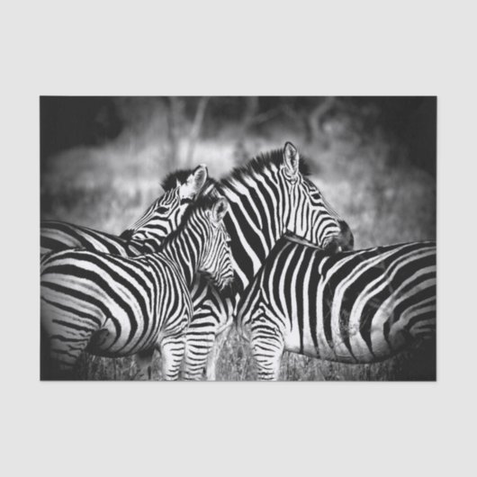 Straal van Zebra Tissuepapier (Voorkant)