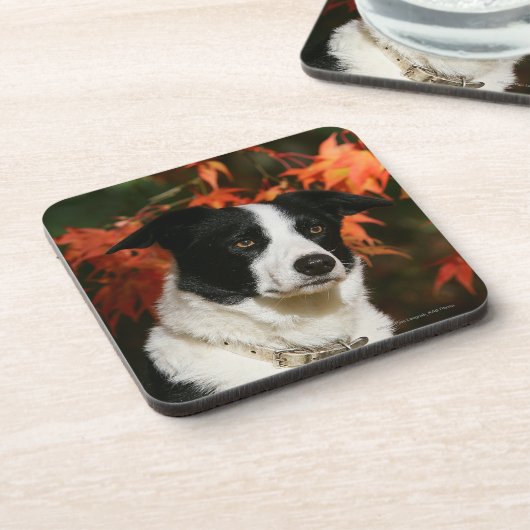 Straat Collie Autumn Bier Onderzetter (Linkerzijde)