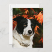 Straat Collie Autumn Briefkaart (Voorkant / Achterkant)