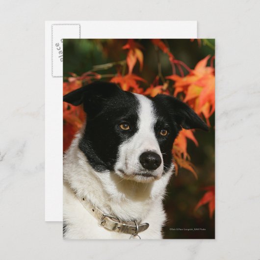 Straat Collie Autumn Briefkaart (Voorkant / Achterkant)