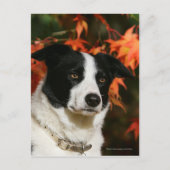 Straat Collie Autumn Briefkaart (Voorkant)