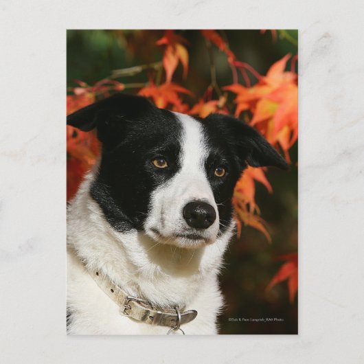 Straat Collie Autumn Briefkaart (Voorkant)